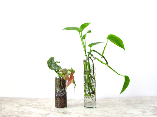 Water vs Leca for Plants - Which is Better for Hydroponic Plants?