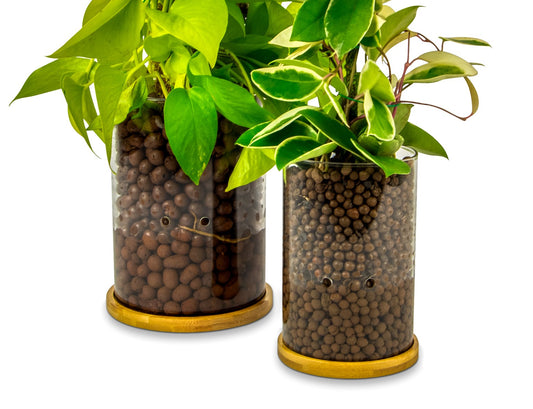 Why Use Self-Watering Planters for Leca Plants?
