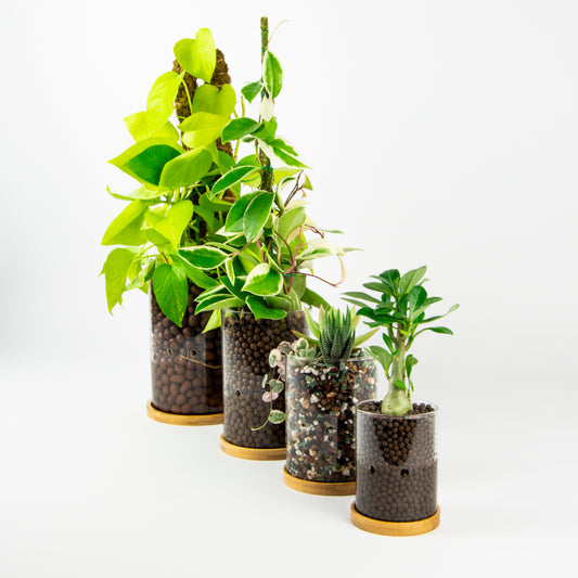 Choosing the Best Plants for LECA, Hydroponic Growing Systems
