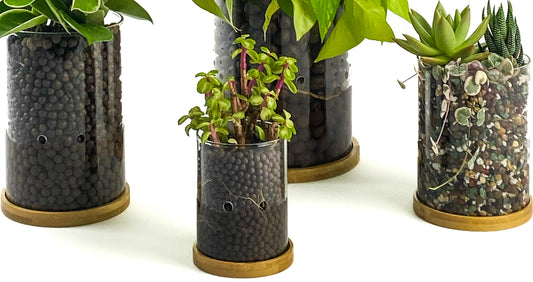 7 Benefits of Using Soiless Mediums for Houseplants, LECA, PON, ... more