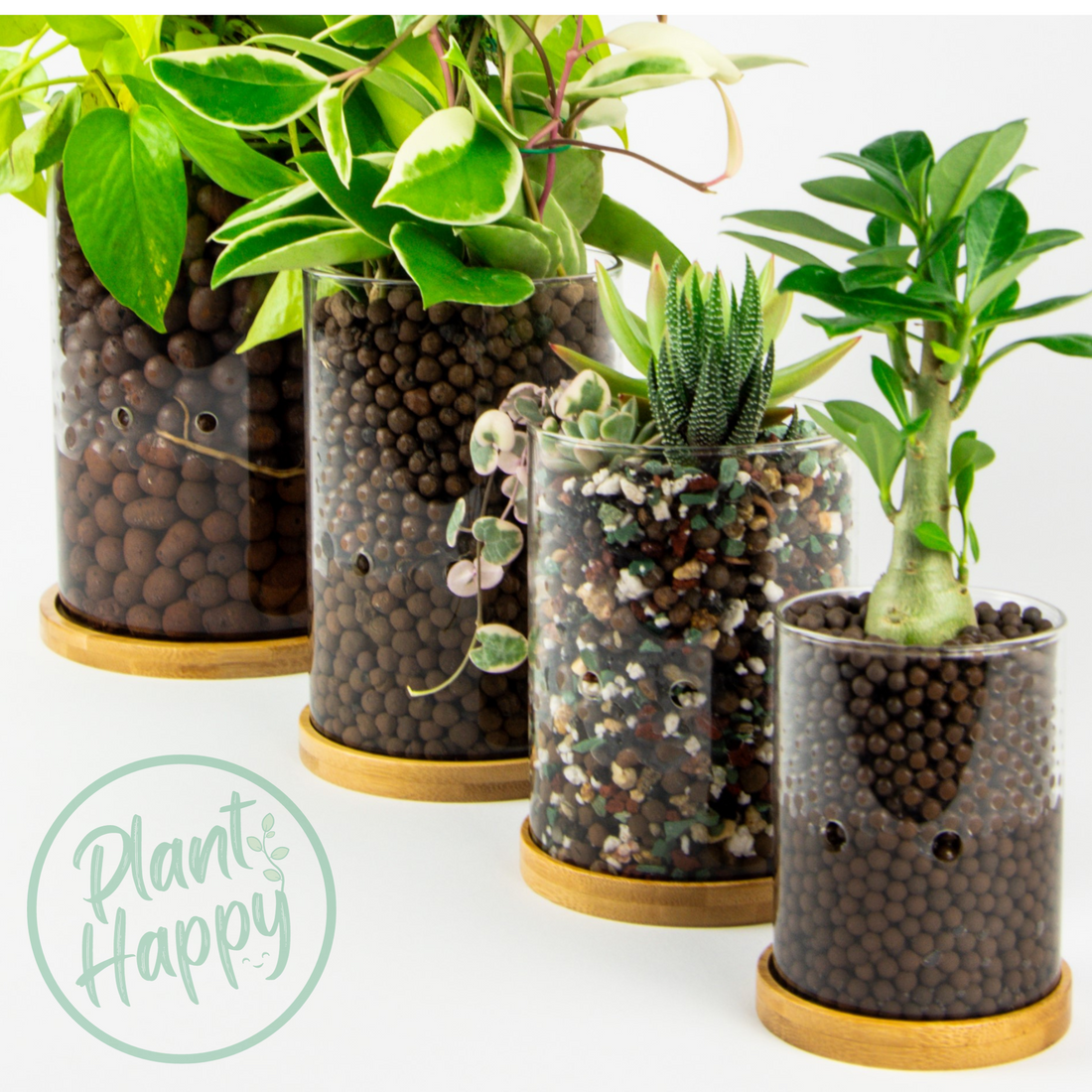 Mastering Indoor Plant Care: Resolving Common Issues for a Successful New Year's Harvest
