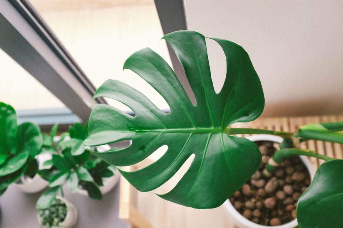 growing indoor houseplants in leca semi-hydroponics plant happy