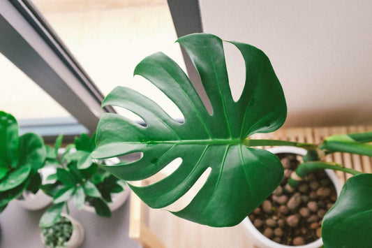 growing indoor houseplants in leca semi-hydroponics plant happy