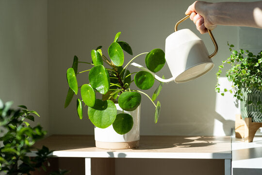 growing houseplant indoors using leca or pon semi-hydroponics plant happy
