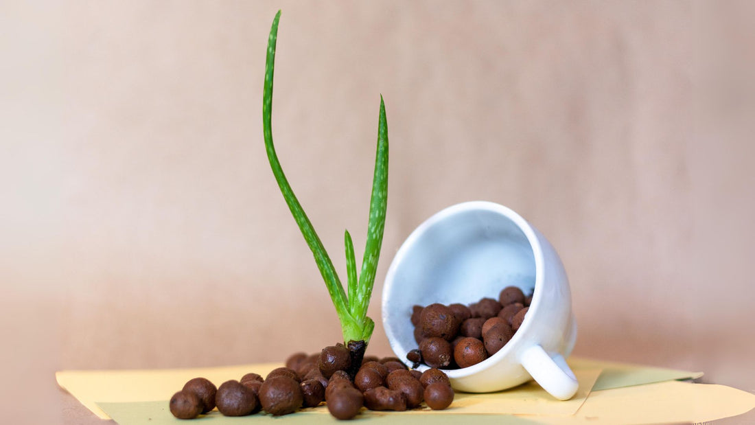 growing succulents self-watering plant in leca