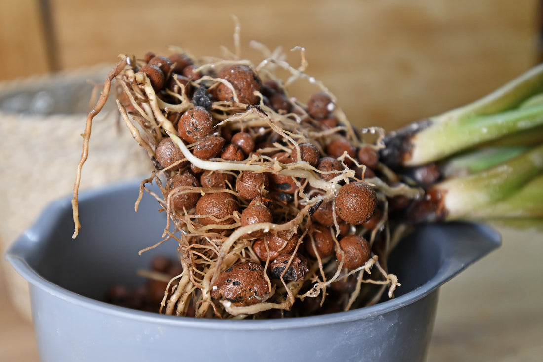  semi-hydroponic indoor houseplant roots in leca