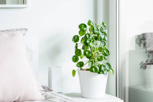 growing large indoor pilea semi-hydroponic houseplant in leca planter plant happy
