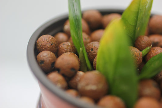 houseplants growing in leca closeup hydroponics