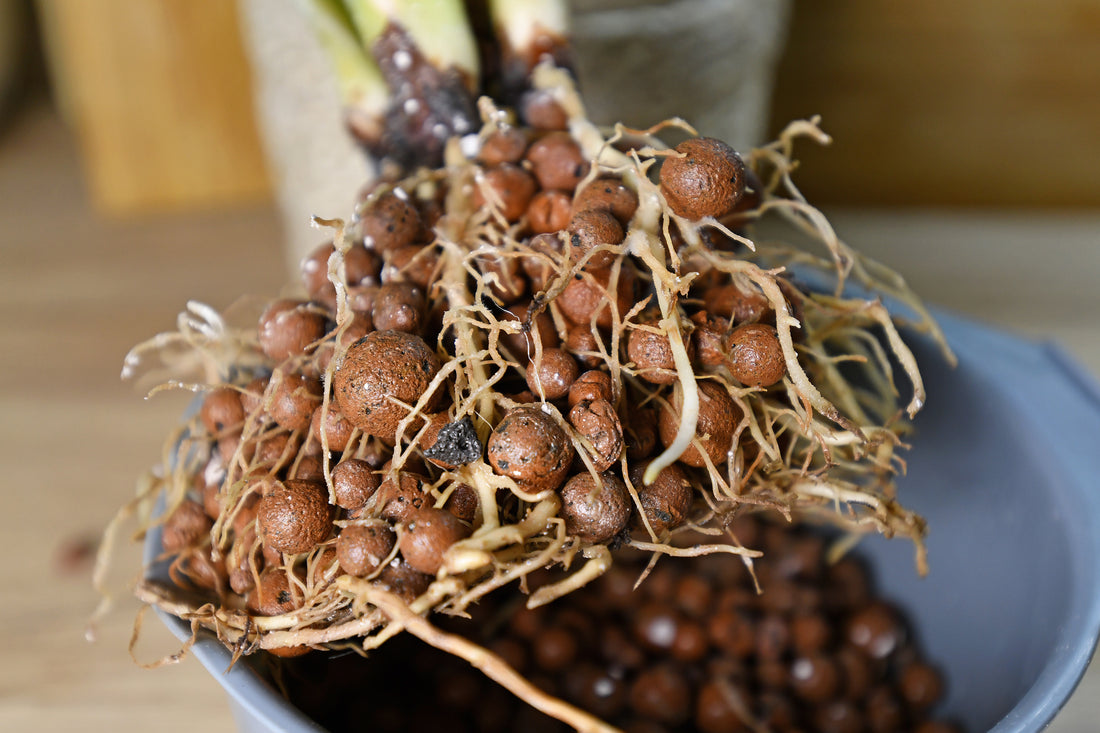 leca for indoor plants passive semi-hydroponic