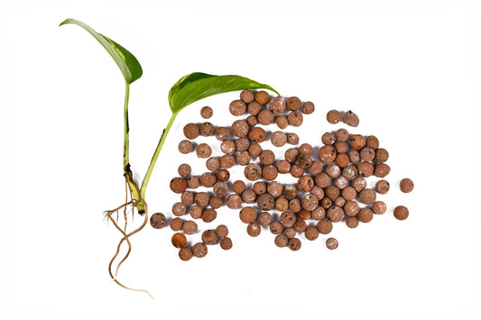 benefits of transferring plants from soil to leca