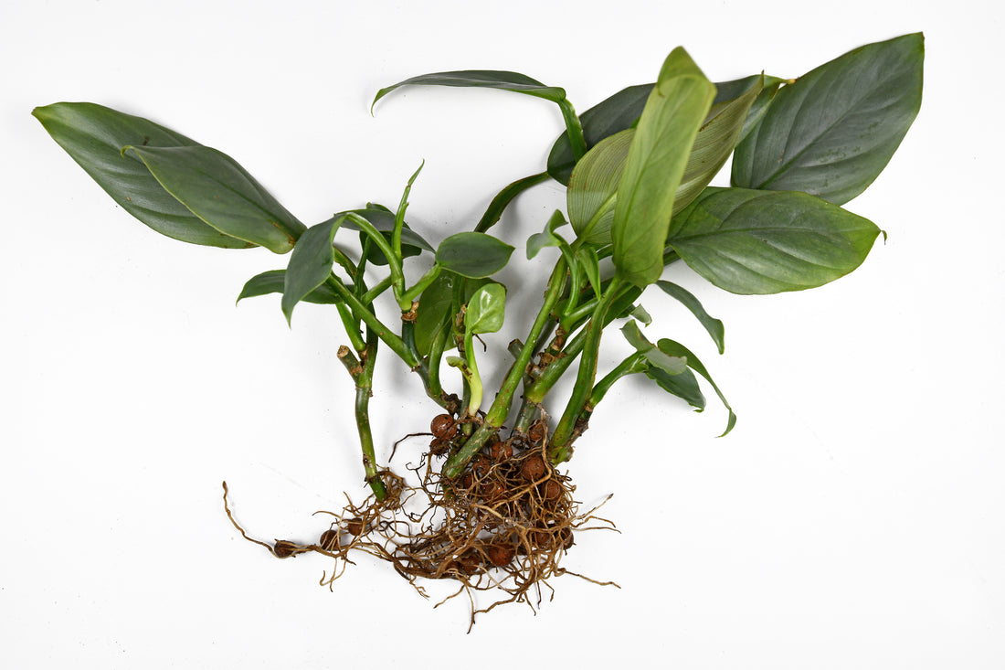 https://planthappyproducts.com/products/hydroponic-leca-planter